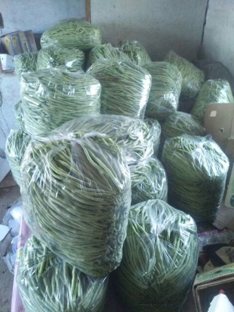 架豆王豆角20厘米以上