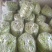 架豆王豆角20厘米以上