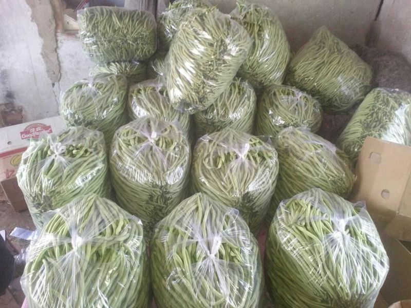 架豆王豆角20厘米以上