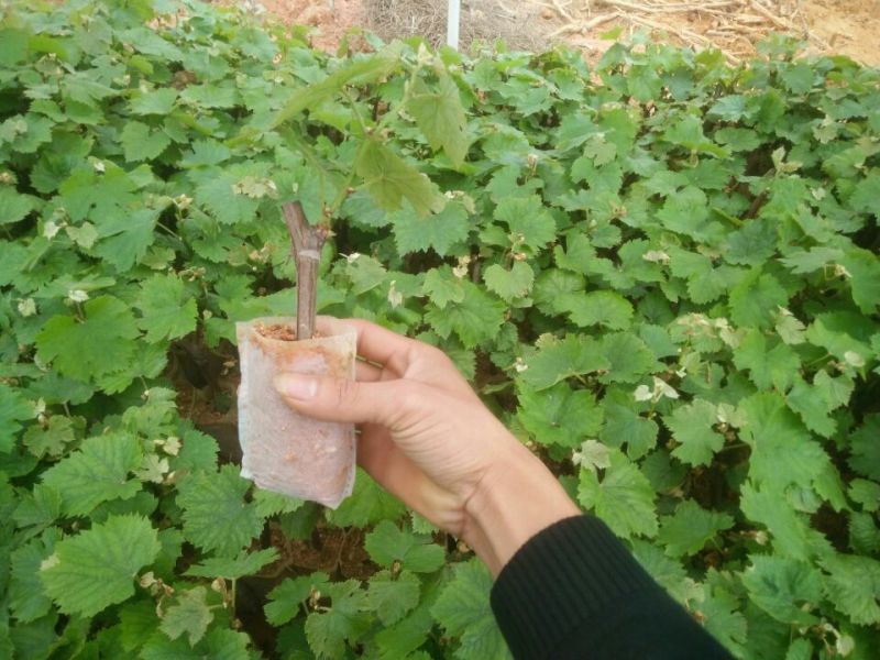 巨峰葡萄苗0.5年30cm以下