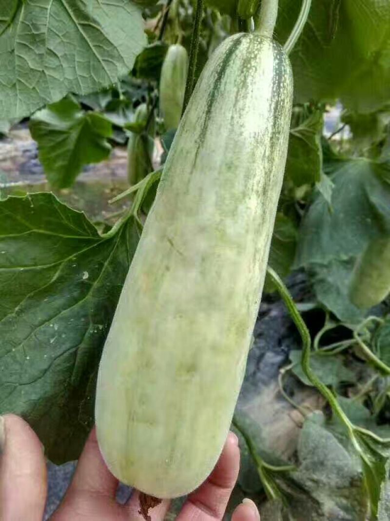 甜瓜通货1.5斤以上