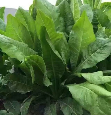 菊苣 注:此一平方米为1斤