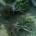 金银花苗10~20cm
