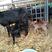 成都金堂努比亚黑山羊由成都川农业公司负责向全国推广！