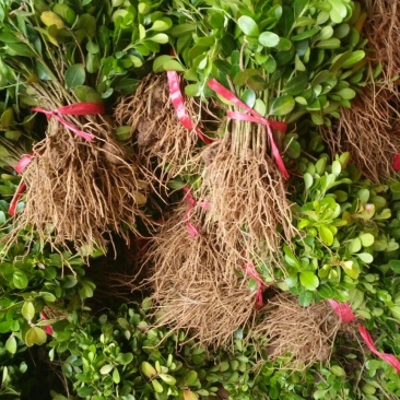 小叶黄杨苗10~20cm
