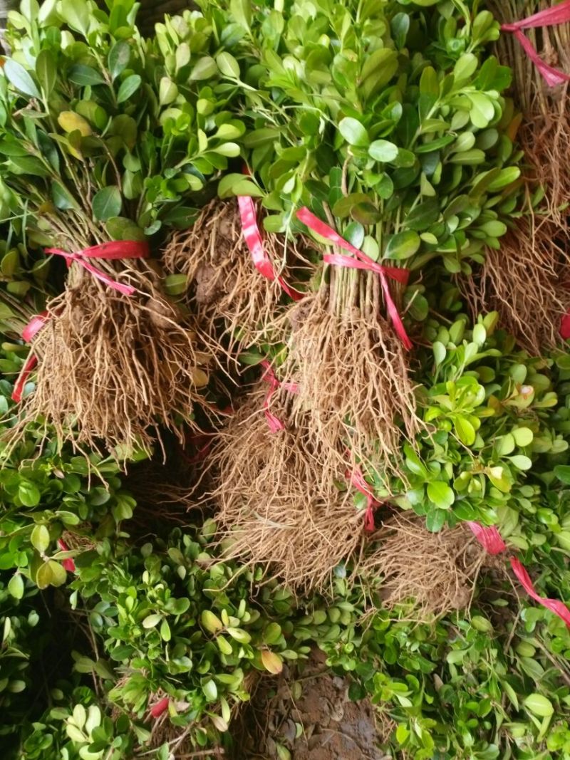 小叶黄杨苗10~20cm