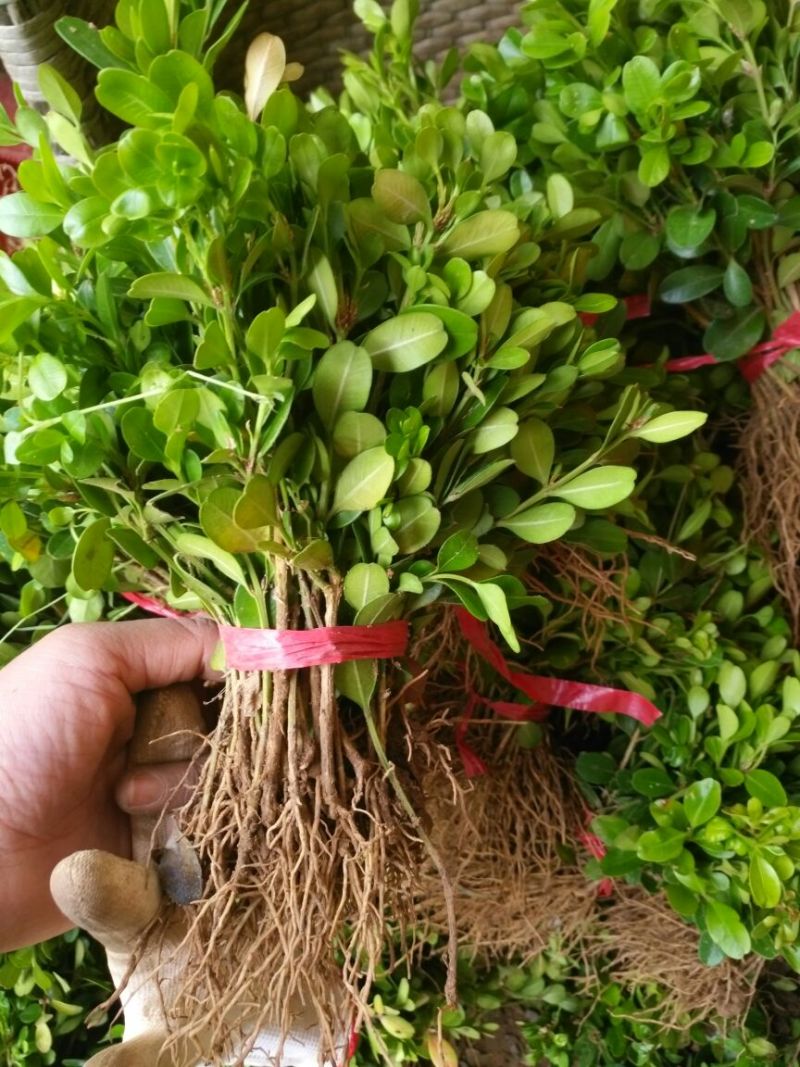 小叶黄杨苗10~20cm