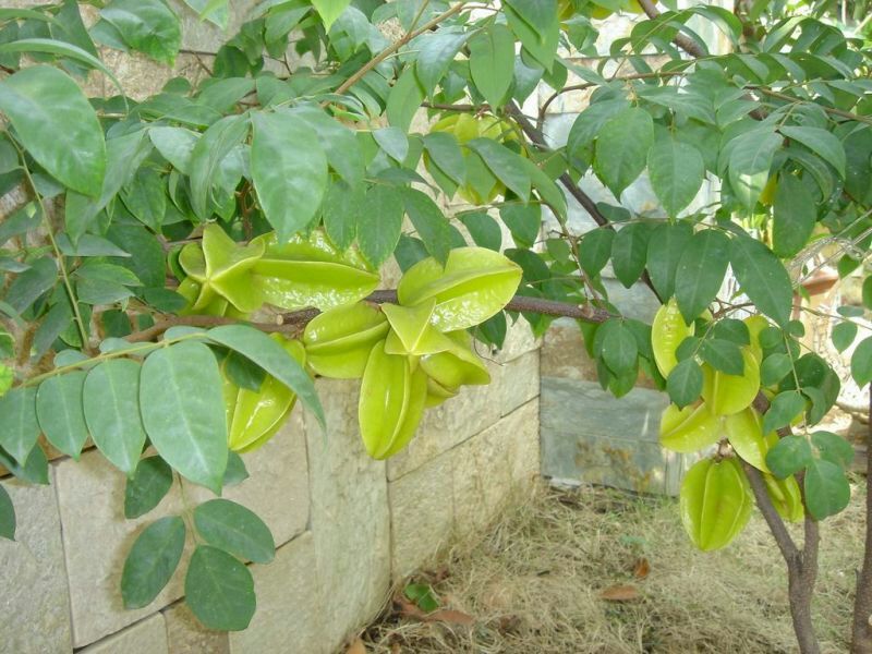四季甜杨桃苗正品嫁接苗种植一年挂果四季挂果