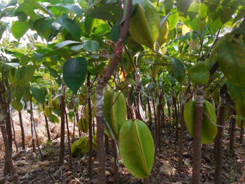 四季甜杨桃苗正品嫁接苗种植一年挂果四季挂果