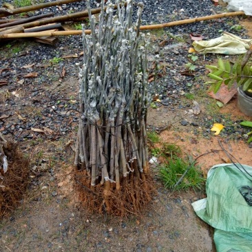 芒果苗1~1.5m