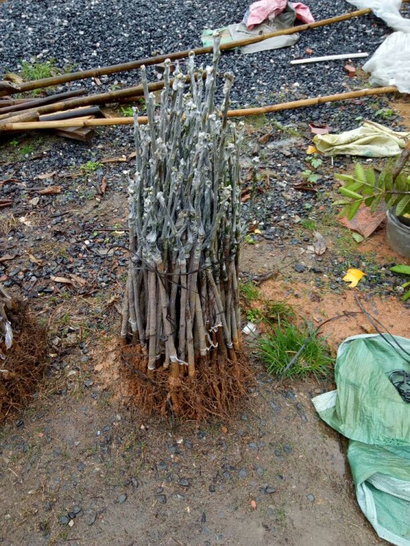 芒果苗1~1.5m