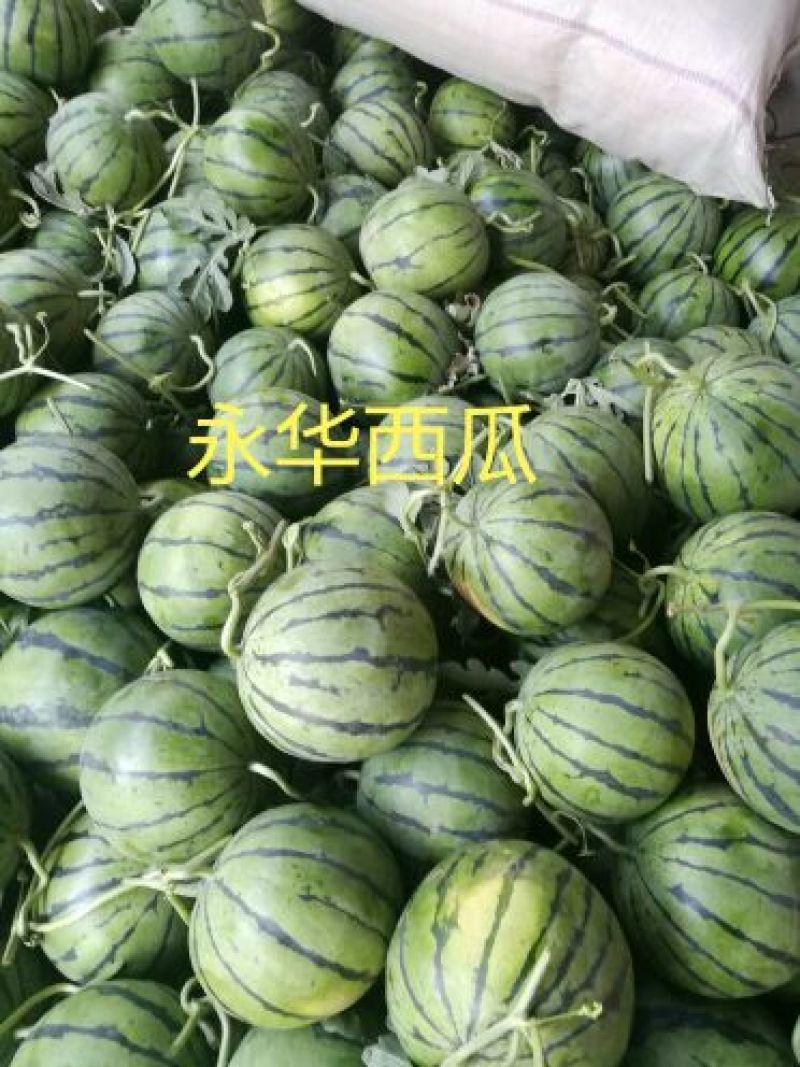 《甜王西瓜》甜度16保熟保甜8斤打底10斤打底