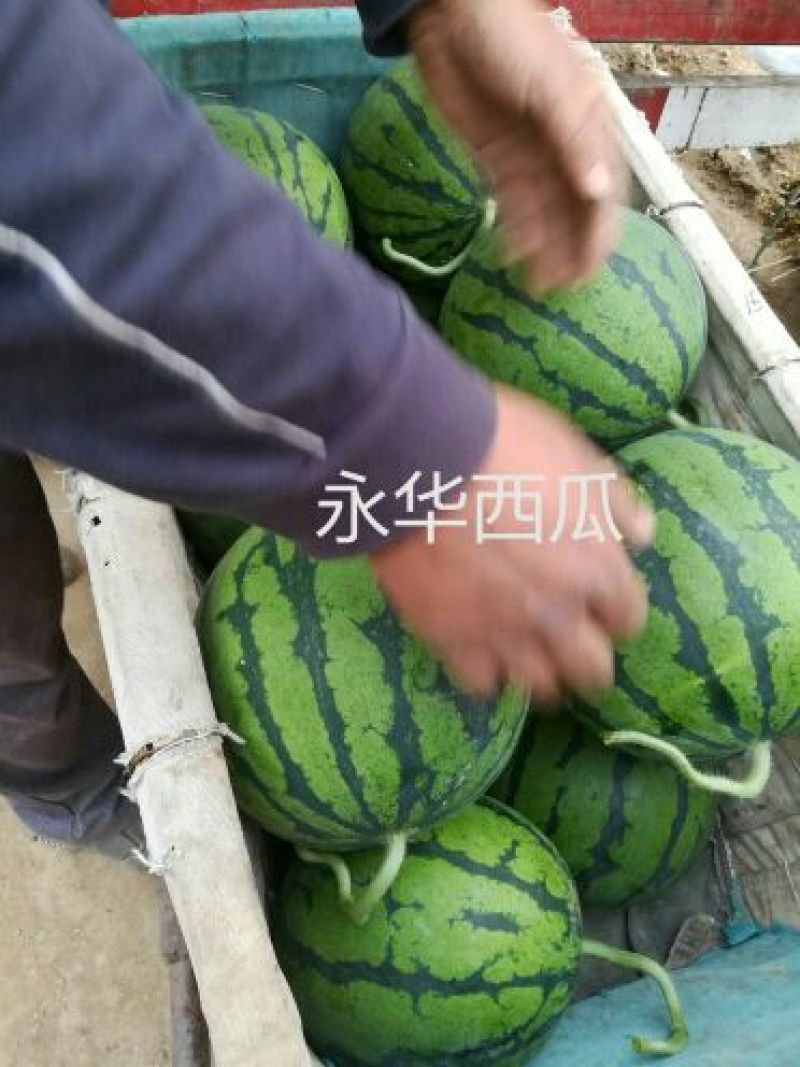《甜王西瓜》甜度16保熟保甜8斤打底10斤打底