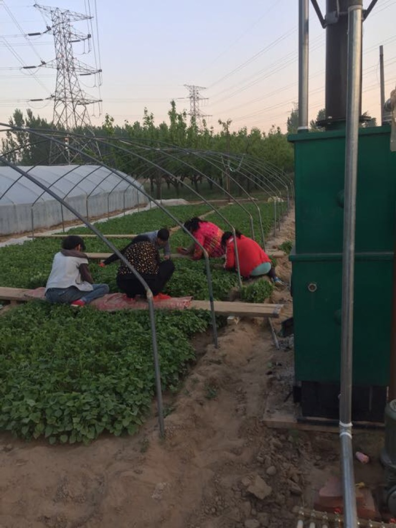 西瓜红红薯苗优质脱毒龙薯九号红薯苗产地直发量大从