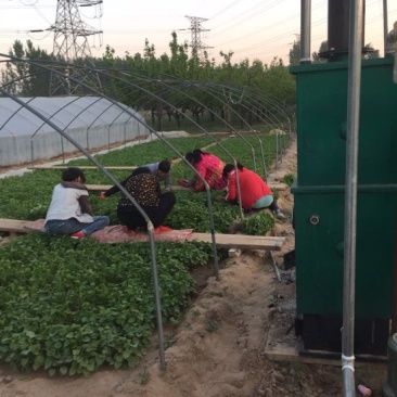 西瓜红红薯苗优质脱毒龙薯九号红薯苗产地直发量大从