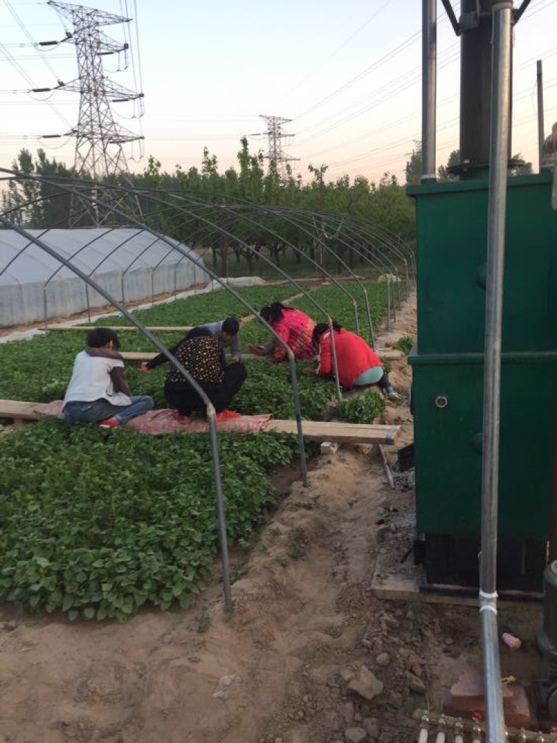 西瓜红红薯苗优质脱毒龙薯九号红薯苗产地直发量大从
