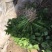 西瓜红红薯苗优质脱毒龙薯九号红薯苗产地直发量大从