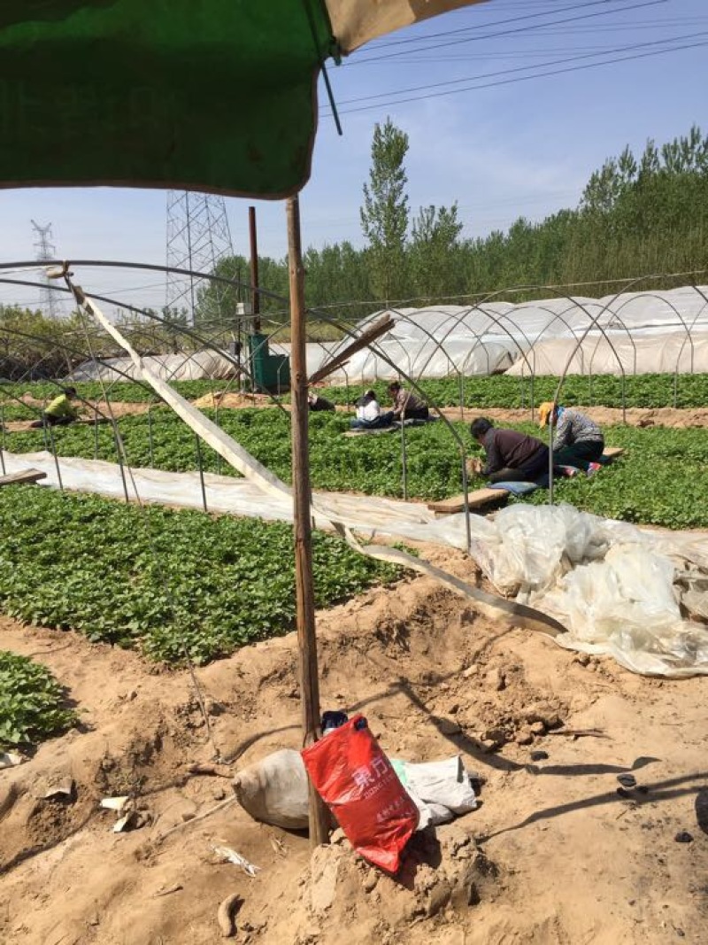 西瓜红红薯苗优质脱毒龙薯九号红薯苗产地直发量大从