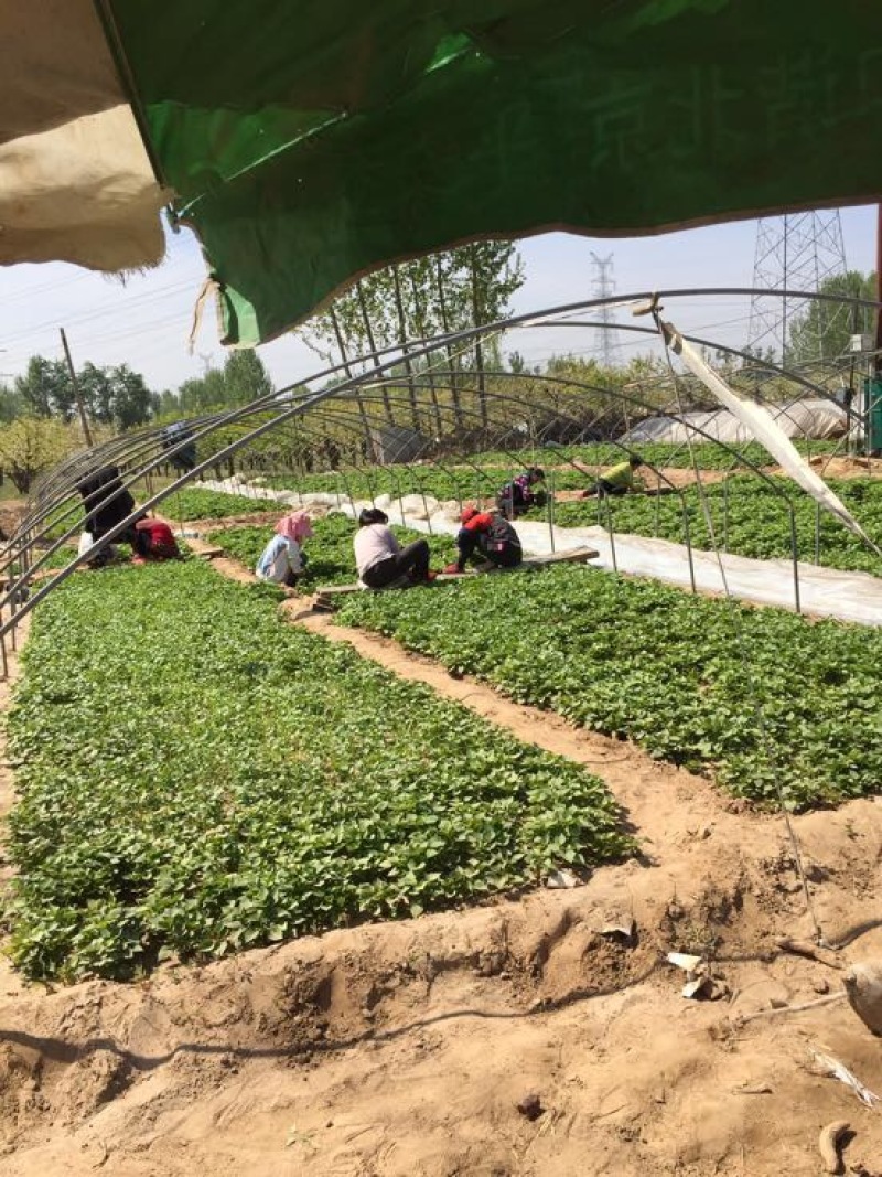 西瓜红红薯苗优质脱毒龙薯九号红薯苗产地直发量大从