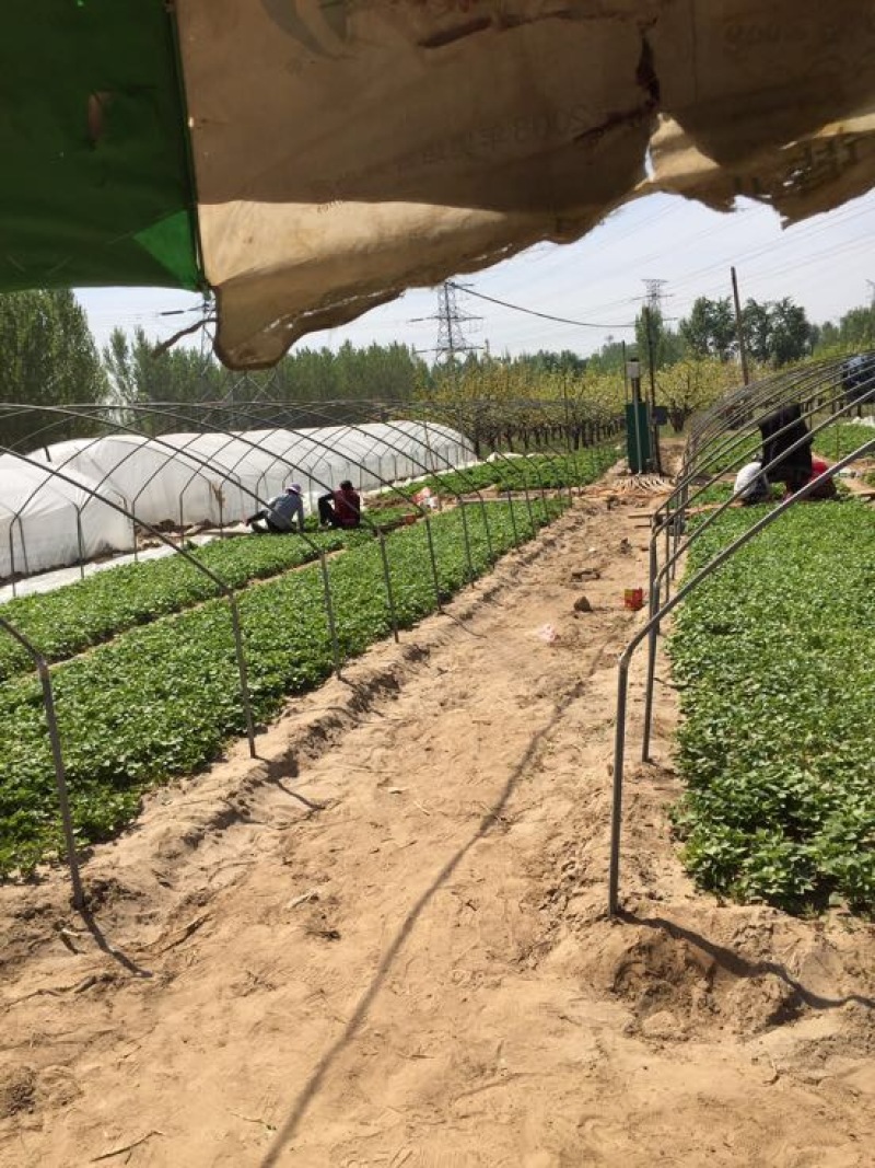 西瓜红红薯苗优质脱毒龙薯九号红薯苗产地直发量大从