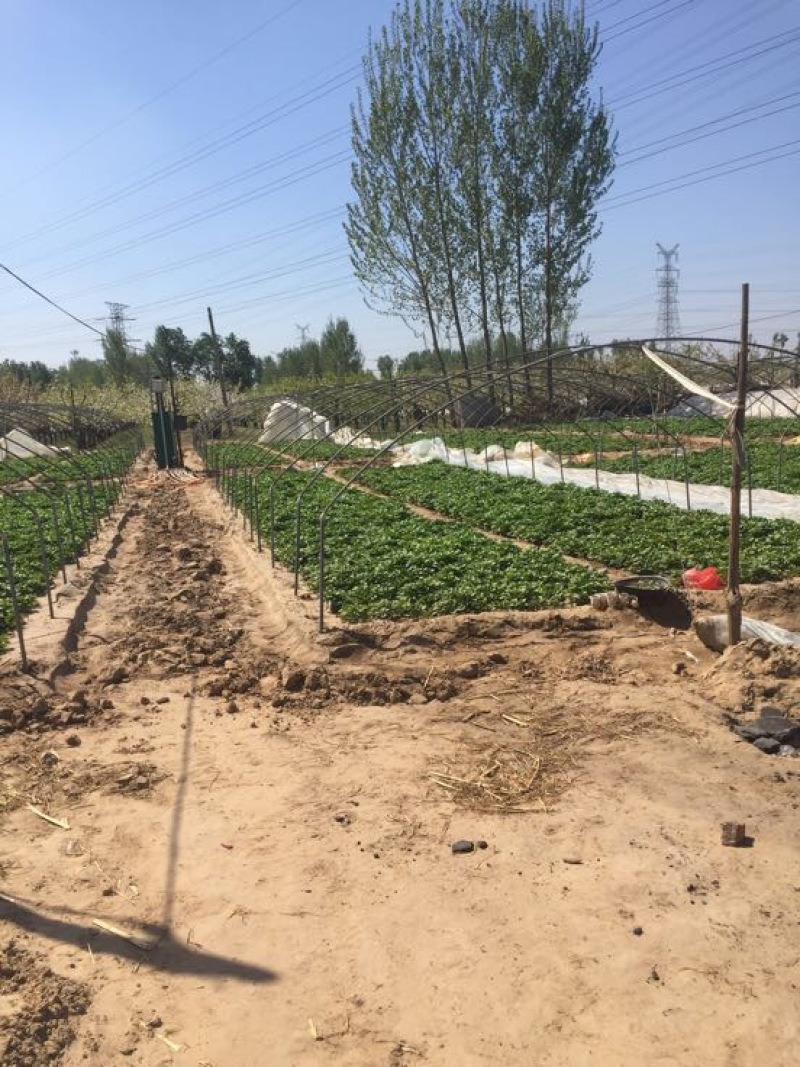 西瓜红红薯苗优质脱毒龙薯九号红薯苗产地直发量大从