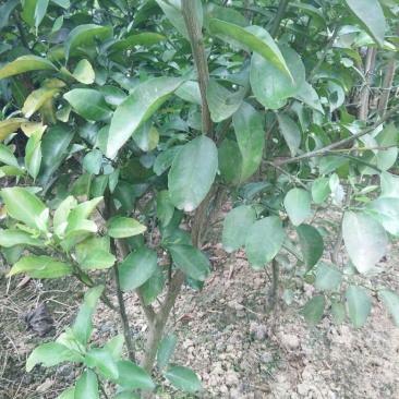 香水柠檬树苗50~80cm
