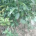 香水柠檬树苗50~80cm