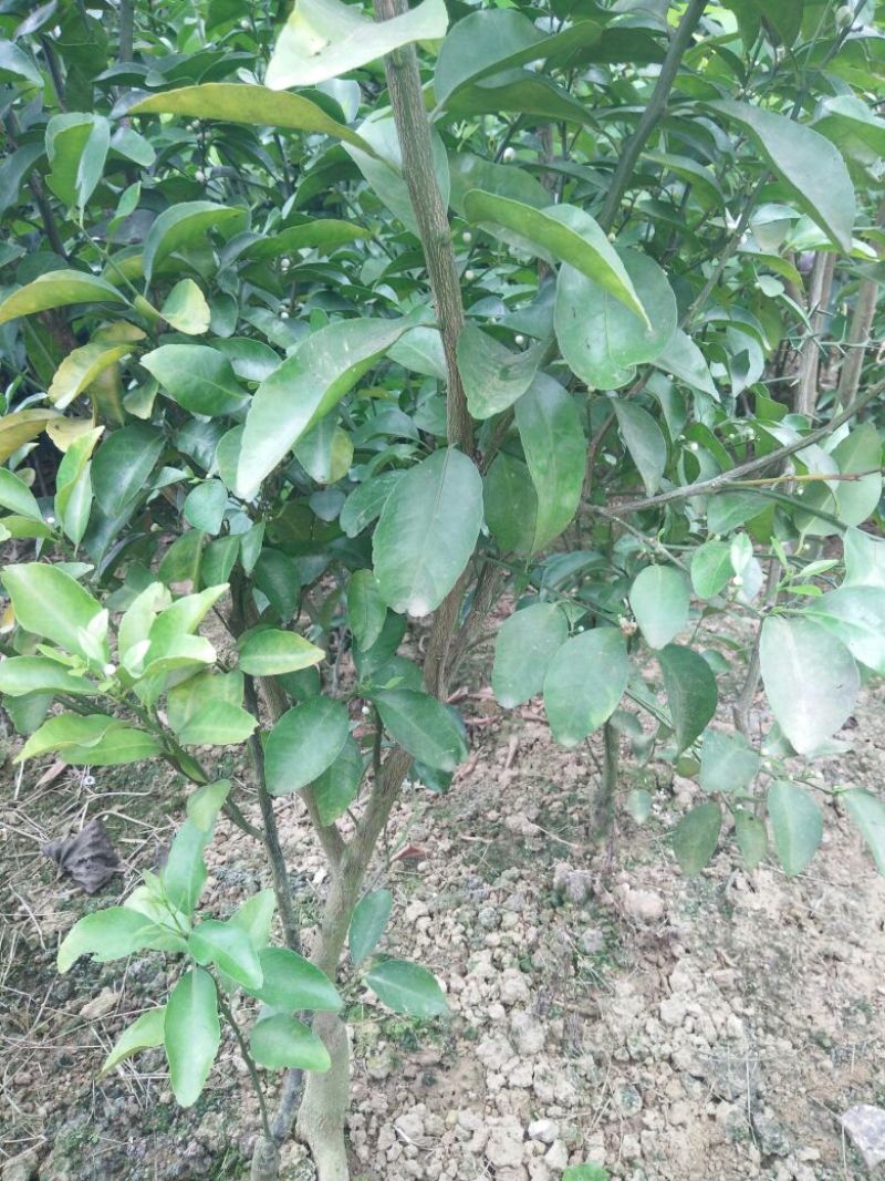 香水柠檬树苗50~80cm