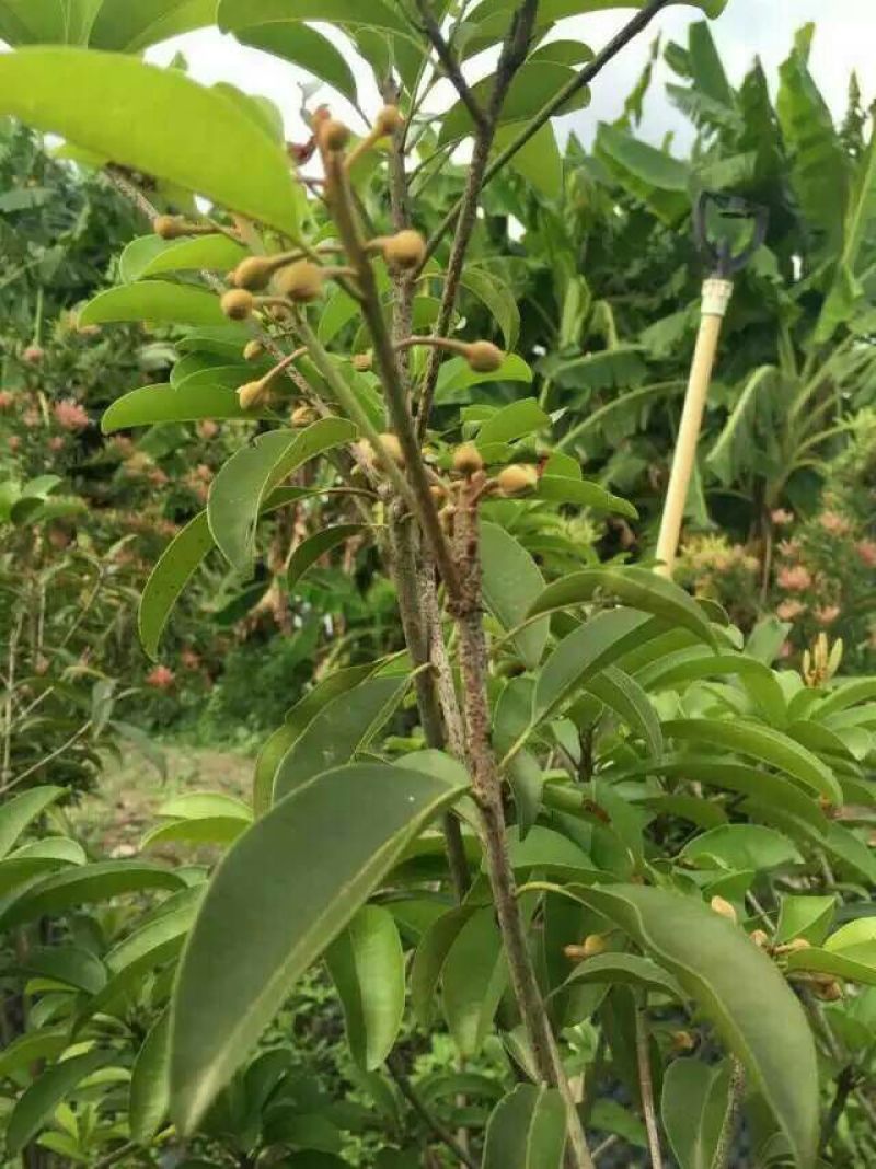 人参果苗