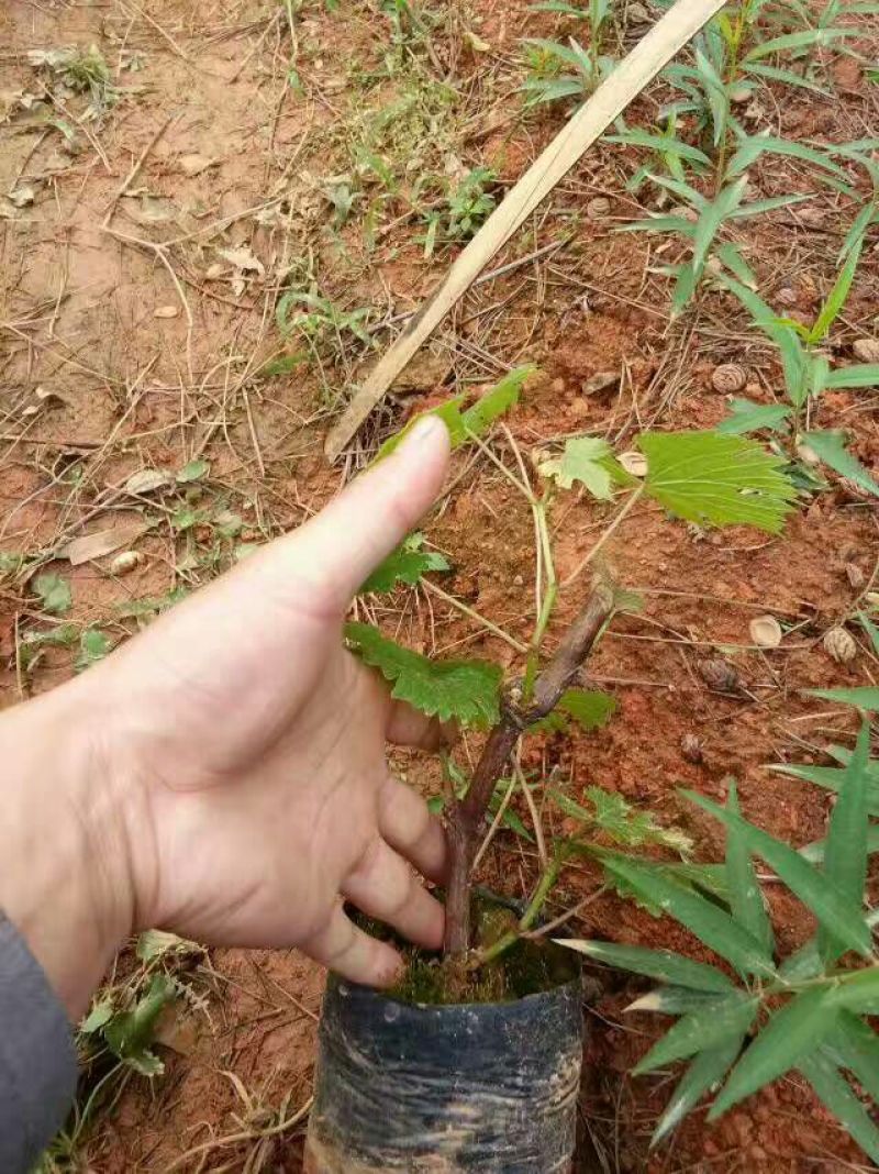 巨峰葡萄苗1年30cm以下