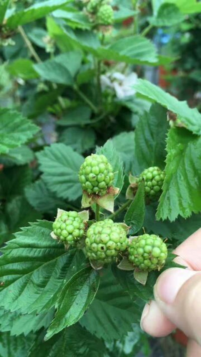 双季树莓苗30~50cm