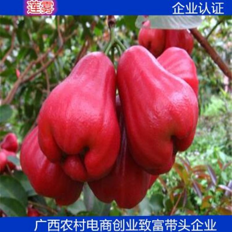 红莲雾果树苗