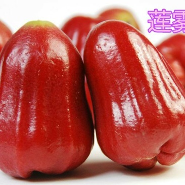 红莲雾果树苗