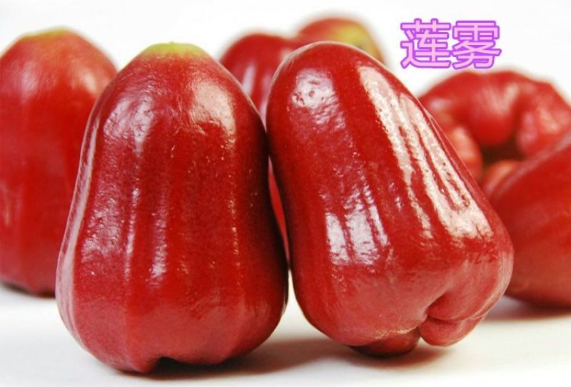 红莲雾果树苗