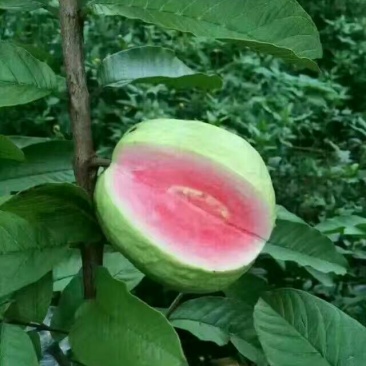 西瓜番石榴苗30~50cm