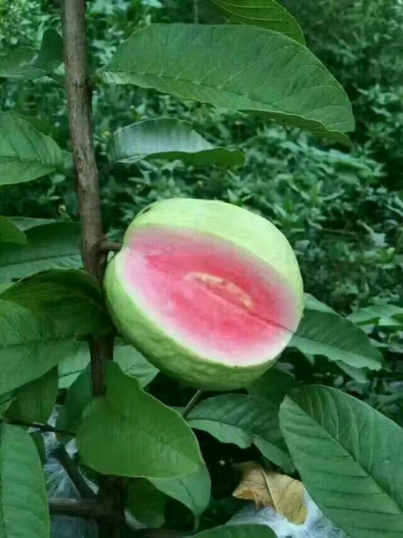 西瓜番石榴苗30~50cm