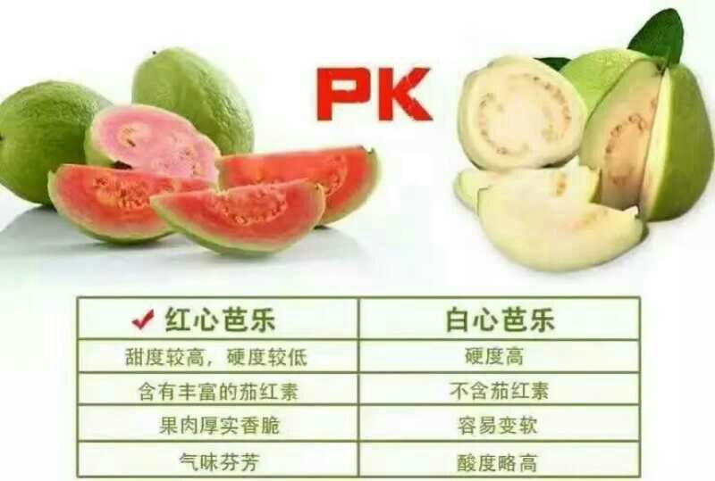 西瓜番石榴苗30~50cm