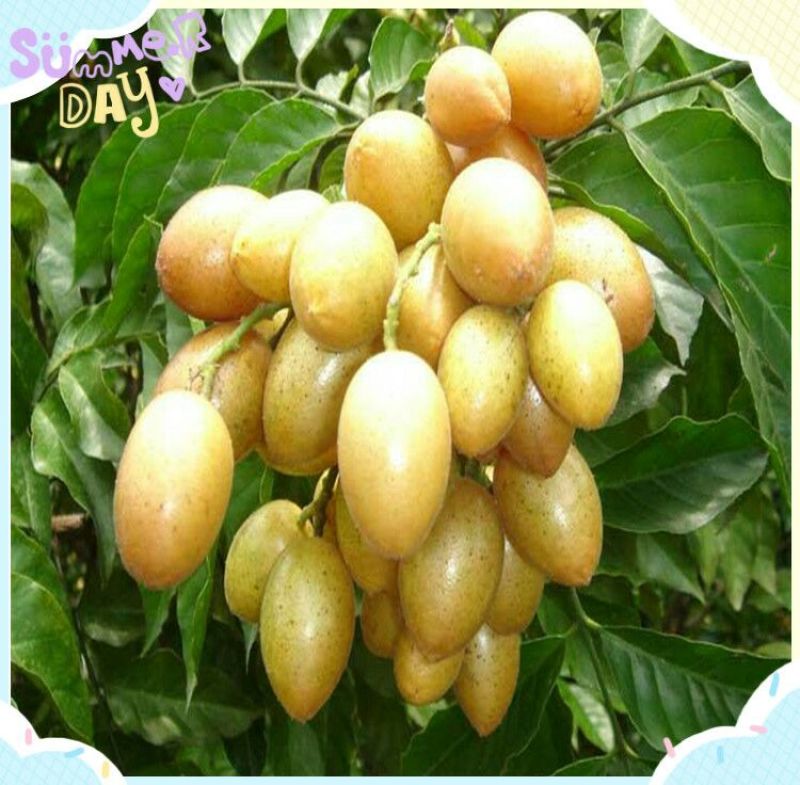 无核黄皮果苗20~30cmcm