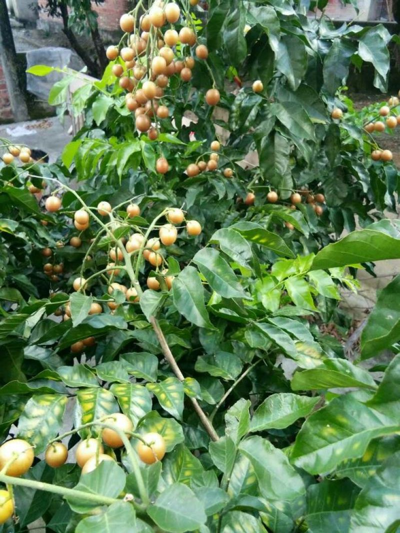 无核黄皮果苗20~30cmcm