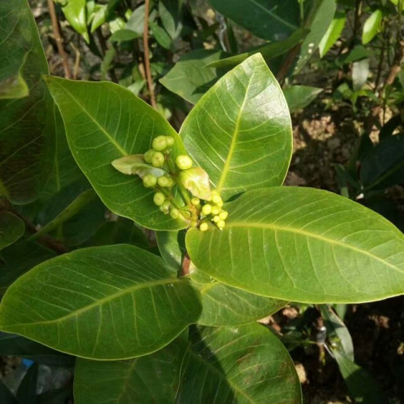 榴莲蜜苗