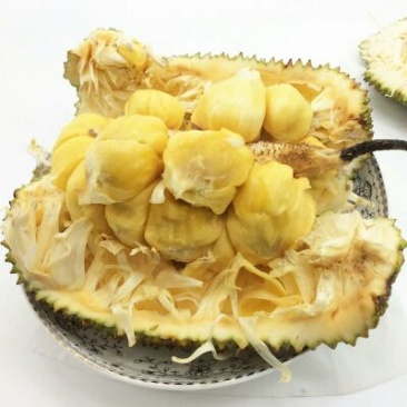 榴莲蜜苗