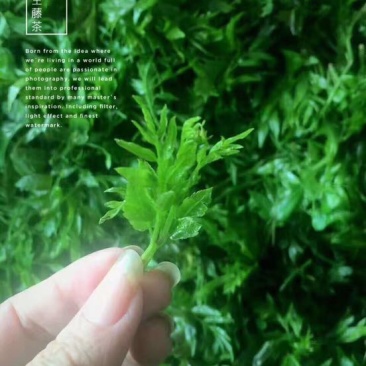 藤茶