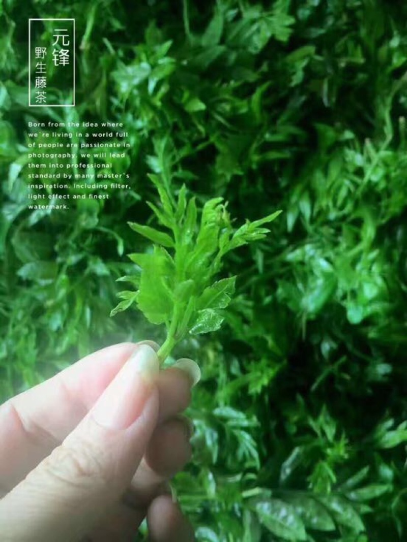 藤茶