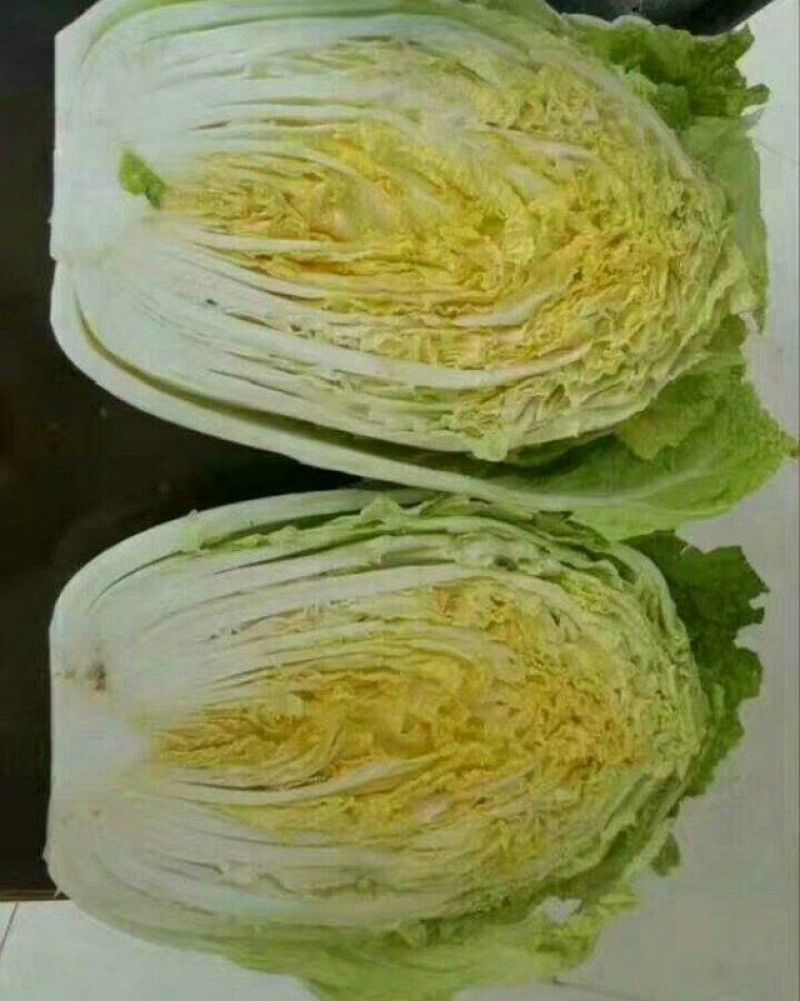 陆地玲珑黄，春风，等品种。大中小颗白菜都有。产地供应！
