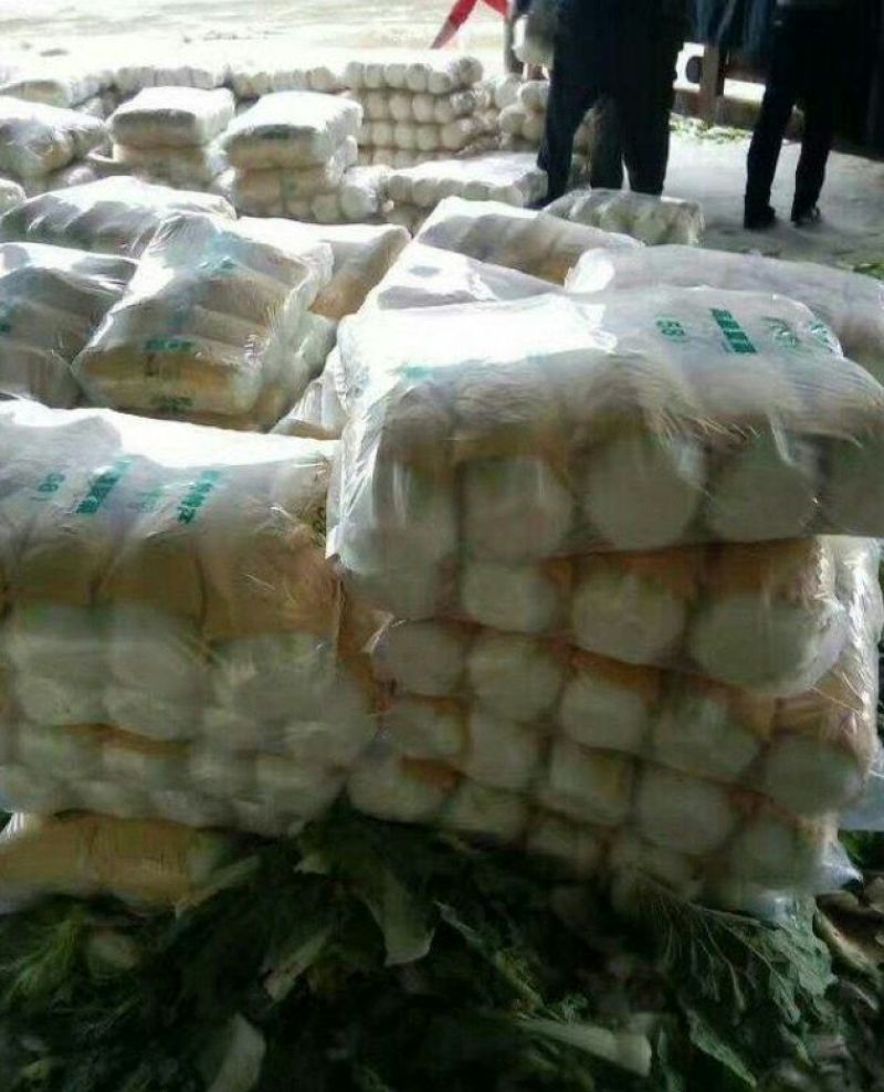 陆地玲珑黄，春风，等品种。大中小颗白菜都有。产地供应！