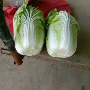 陆地玲珑黄，春风，等品种。大中小颗白菜都有。产地供应！