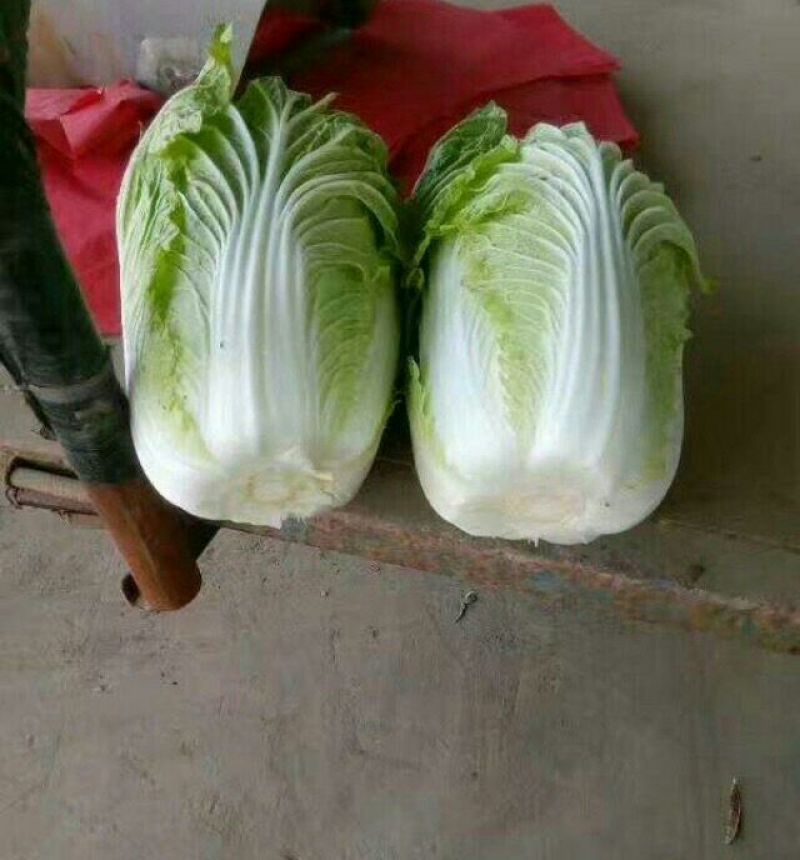 陆地玲珑黄，春风，等品种。大中小颗白菜都有。产地供应！