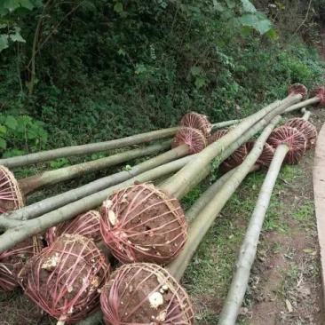 黄山栾树10~12cm8~10cm2.5~3米