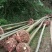 黄山栾树10~12cm8~10cm2.5~3米