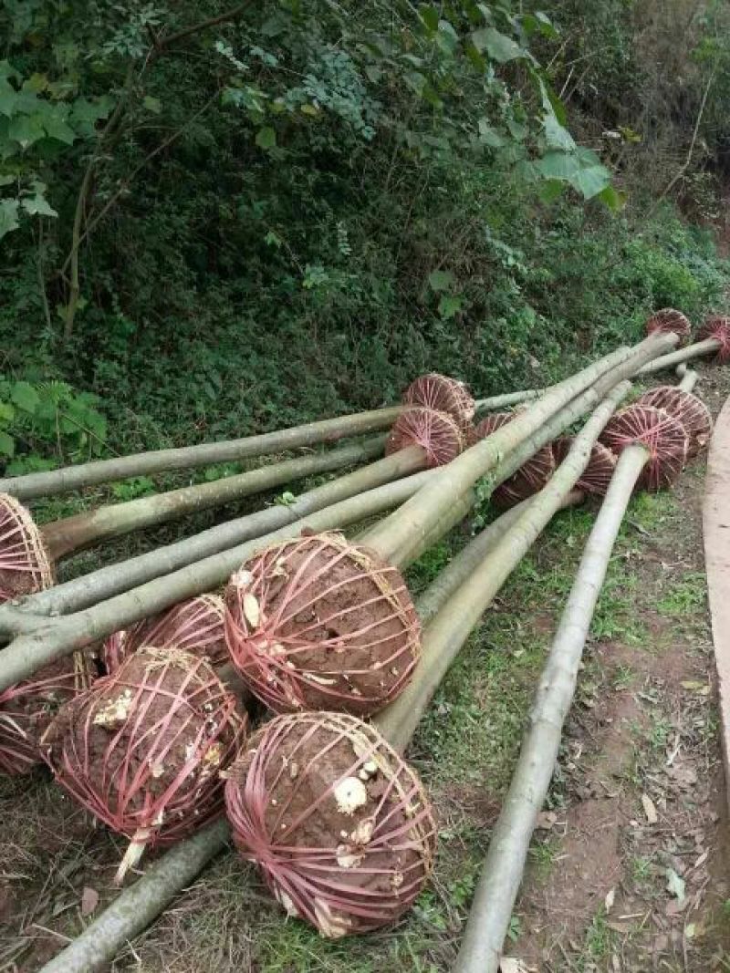黄山栾树10~12cm8~10cm2.5~3米